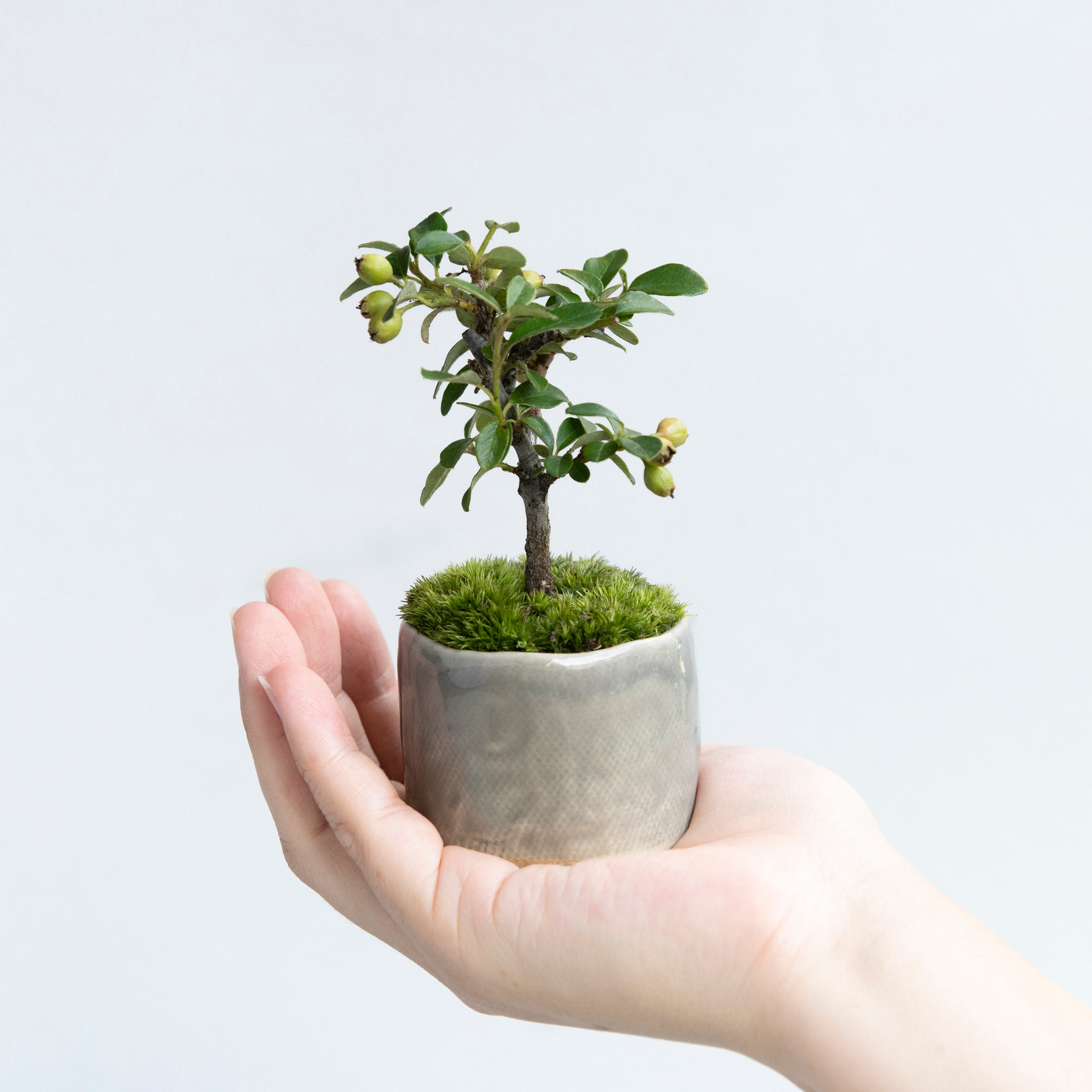 【受注販売】四季と盆栽 ｜ カマツカコケモモ