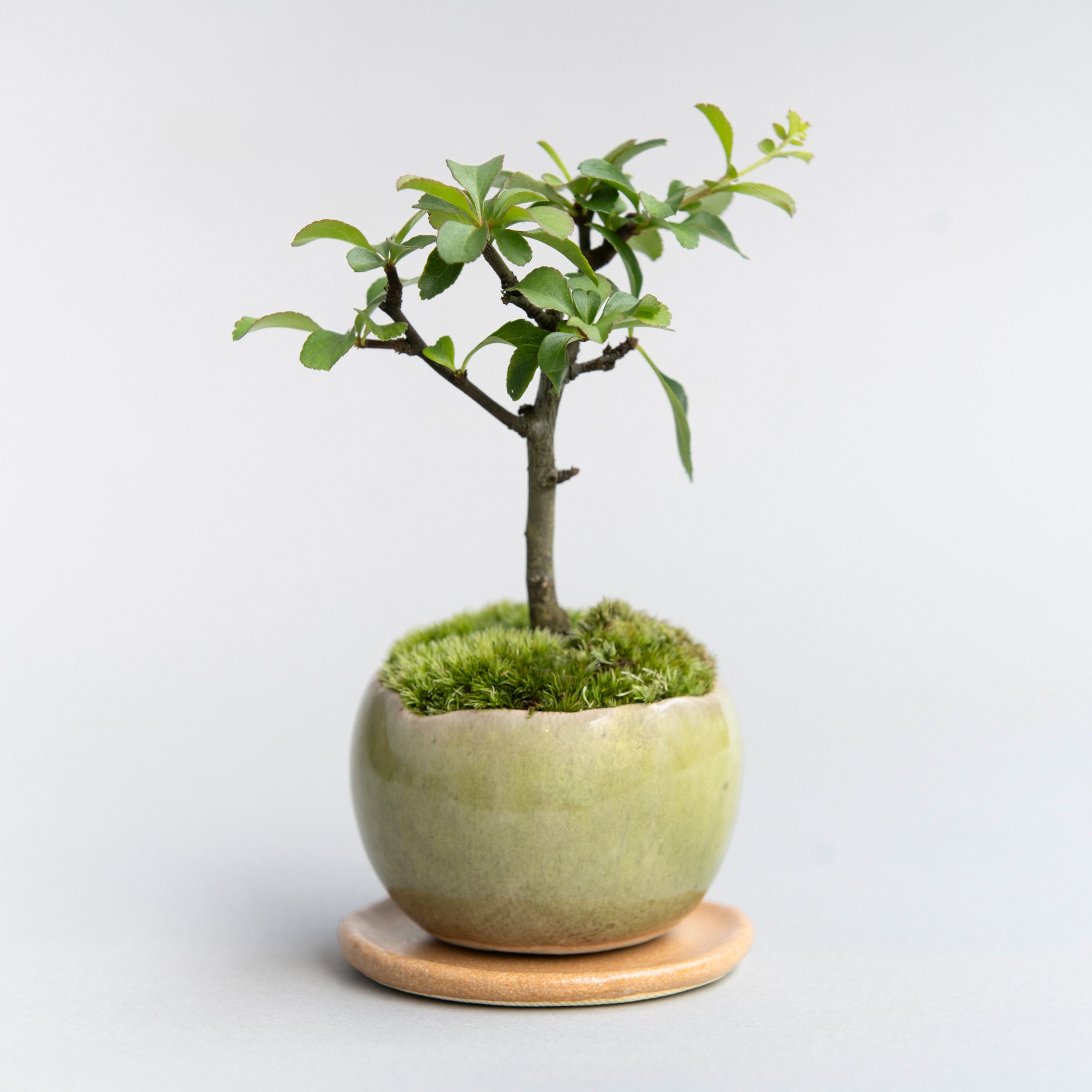 【受注販売】四季と盆栽 〈秋〉 ｜ 長寿梅（白）
