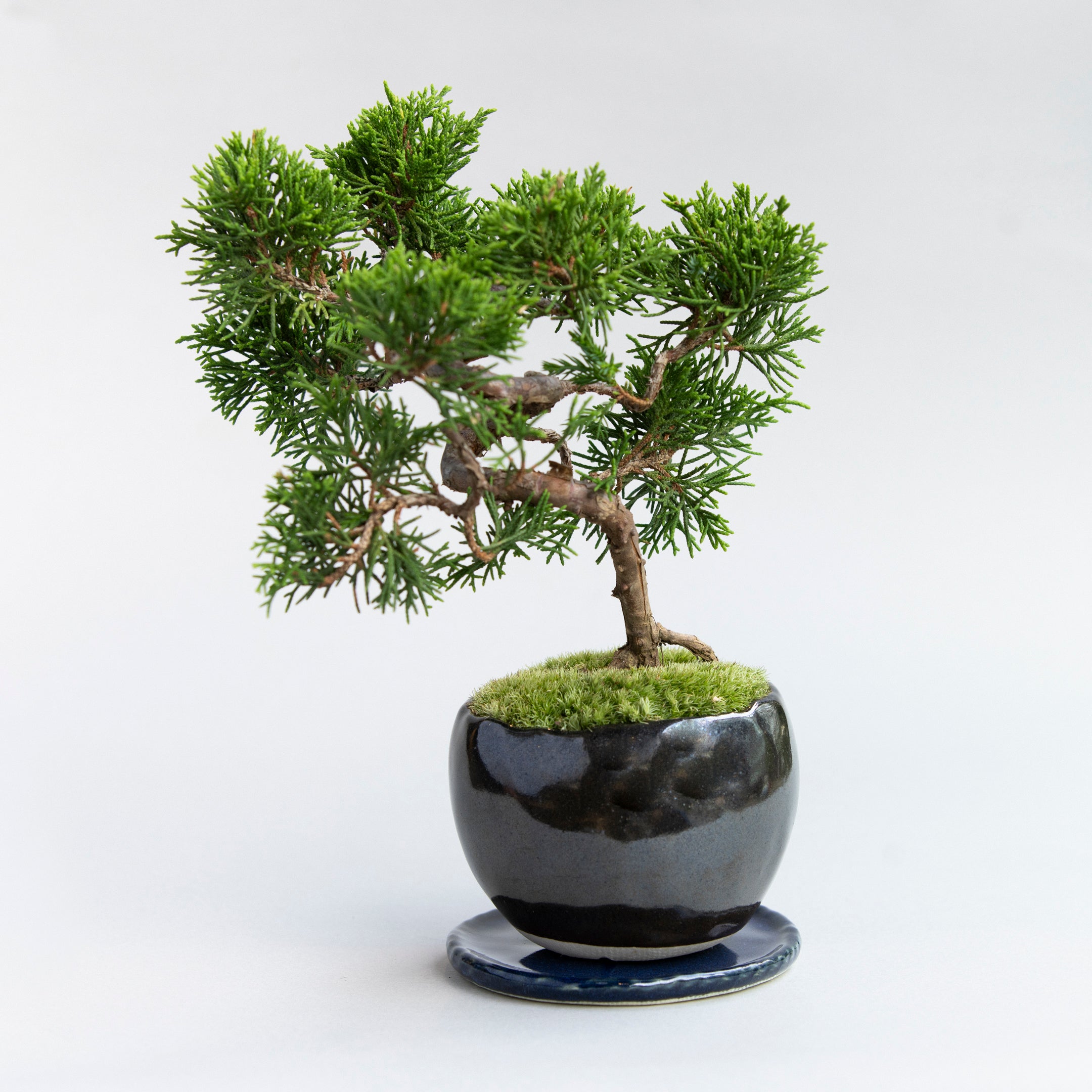 【受注販売】四季と盆栽 ｜ シンパク