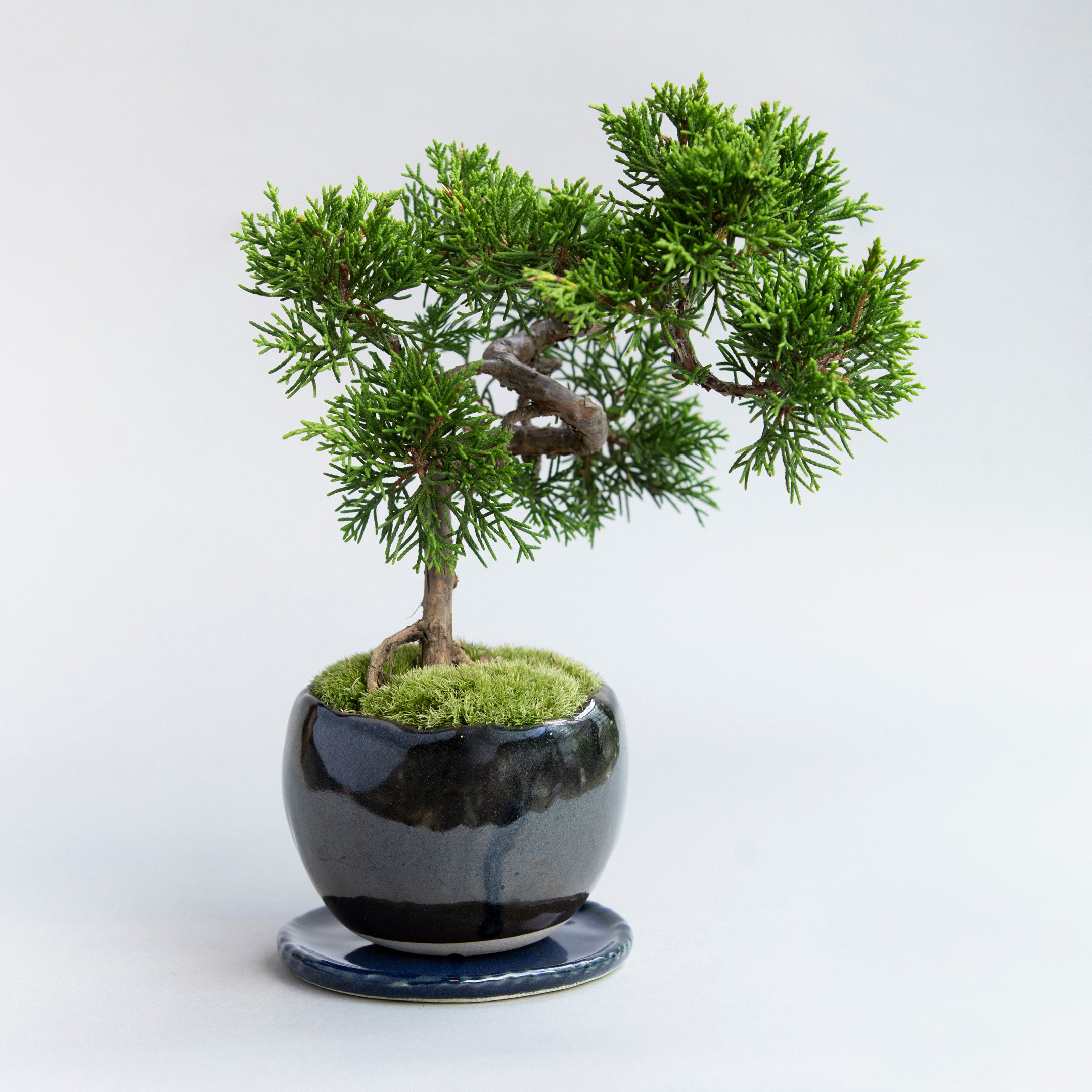【受注販売】四季と盆栽 ｜ シンパク