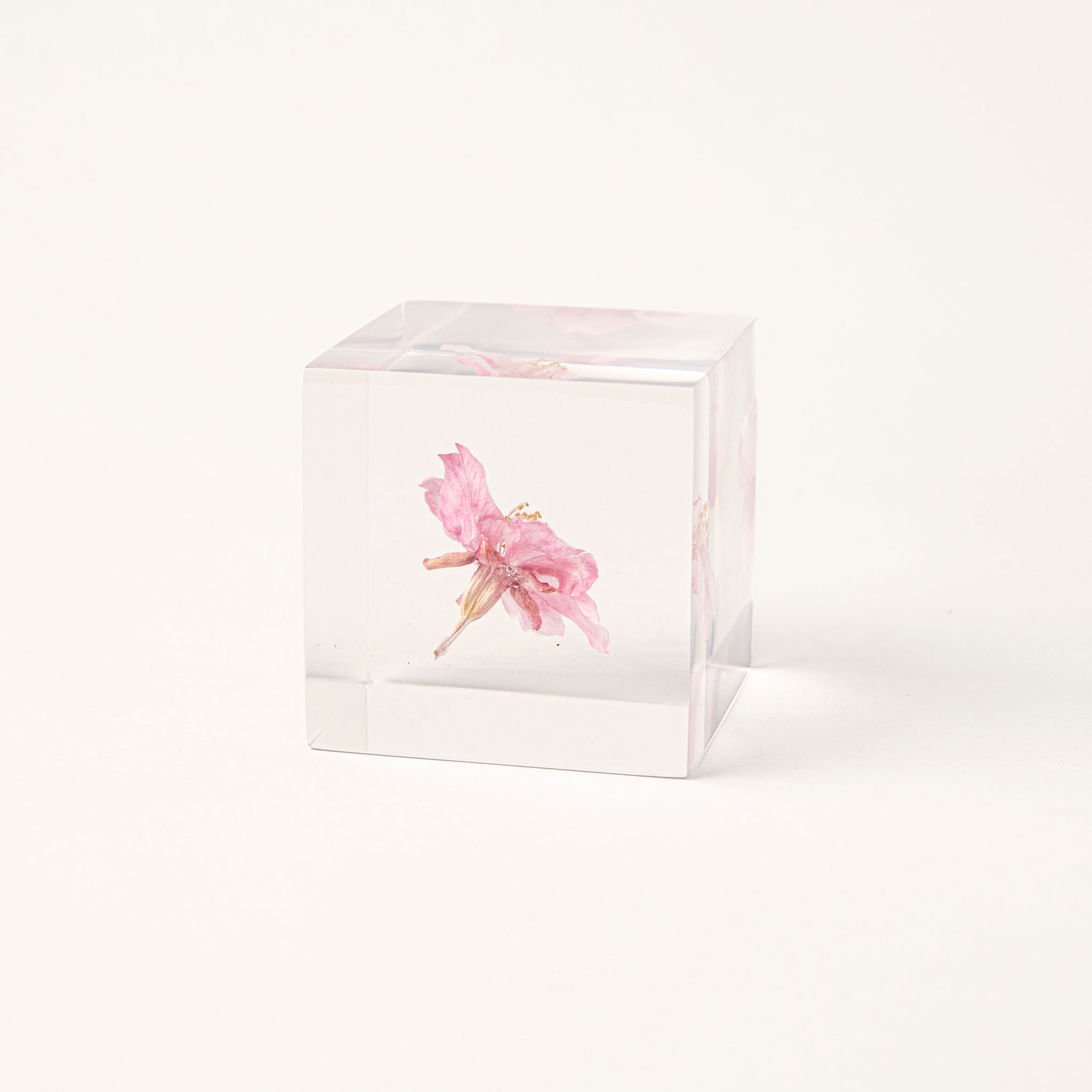 Sola cube / Spring ｜ The form of a plant, its moment quietly frozen in time