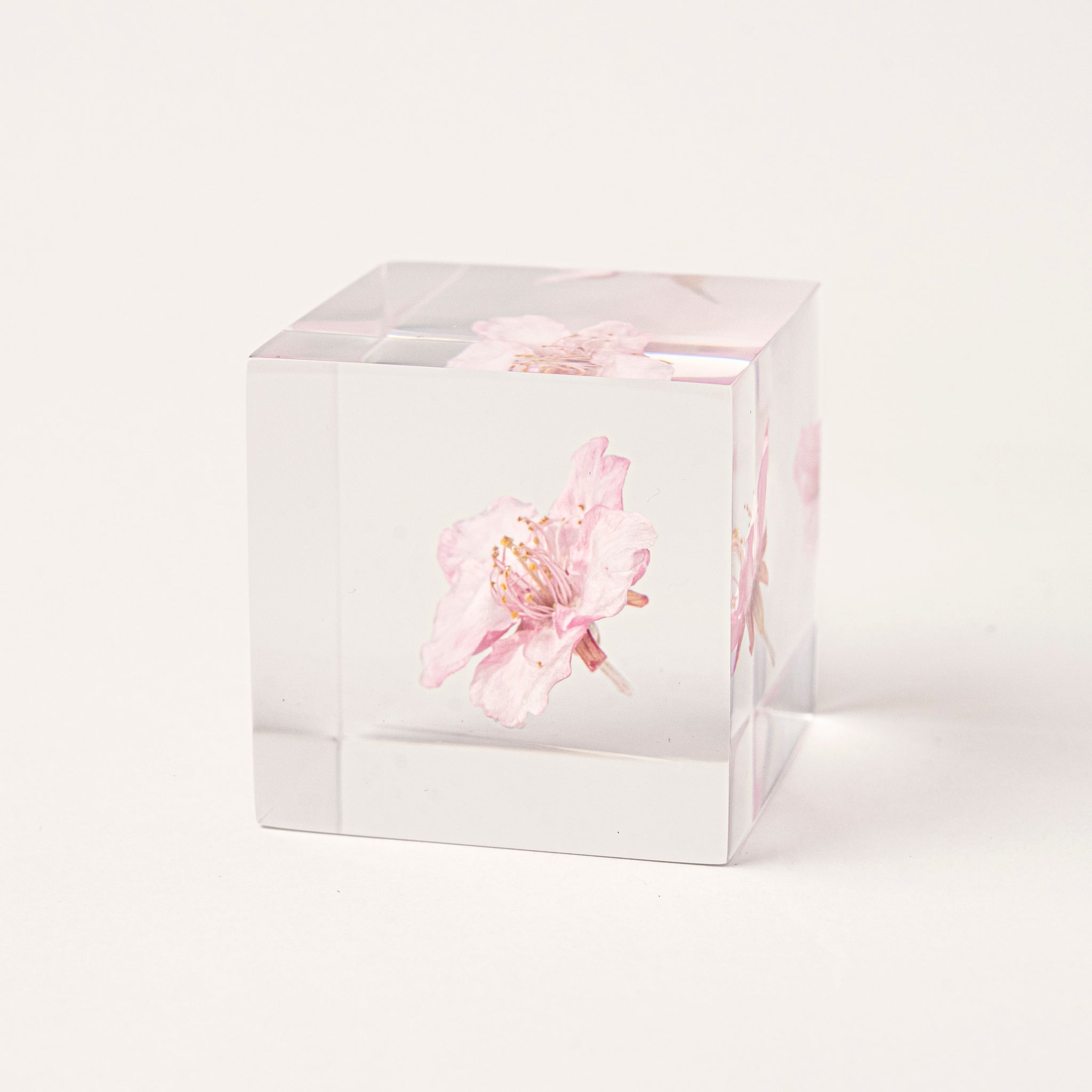 Sola cube / Spring ｜ The form of a plant, its moment quietly frozen in time