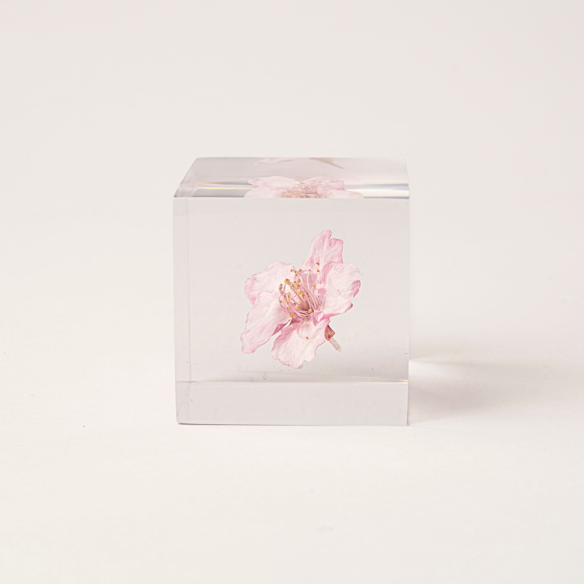 Sola cube / Spring ｜ The form of a plant, its moment quietly frozen in time