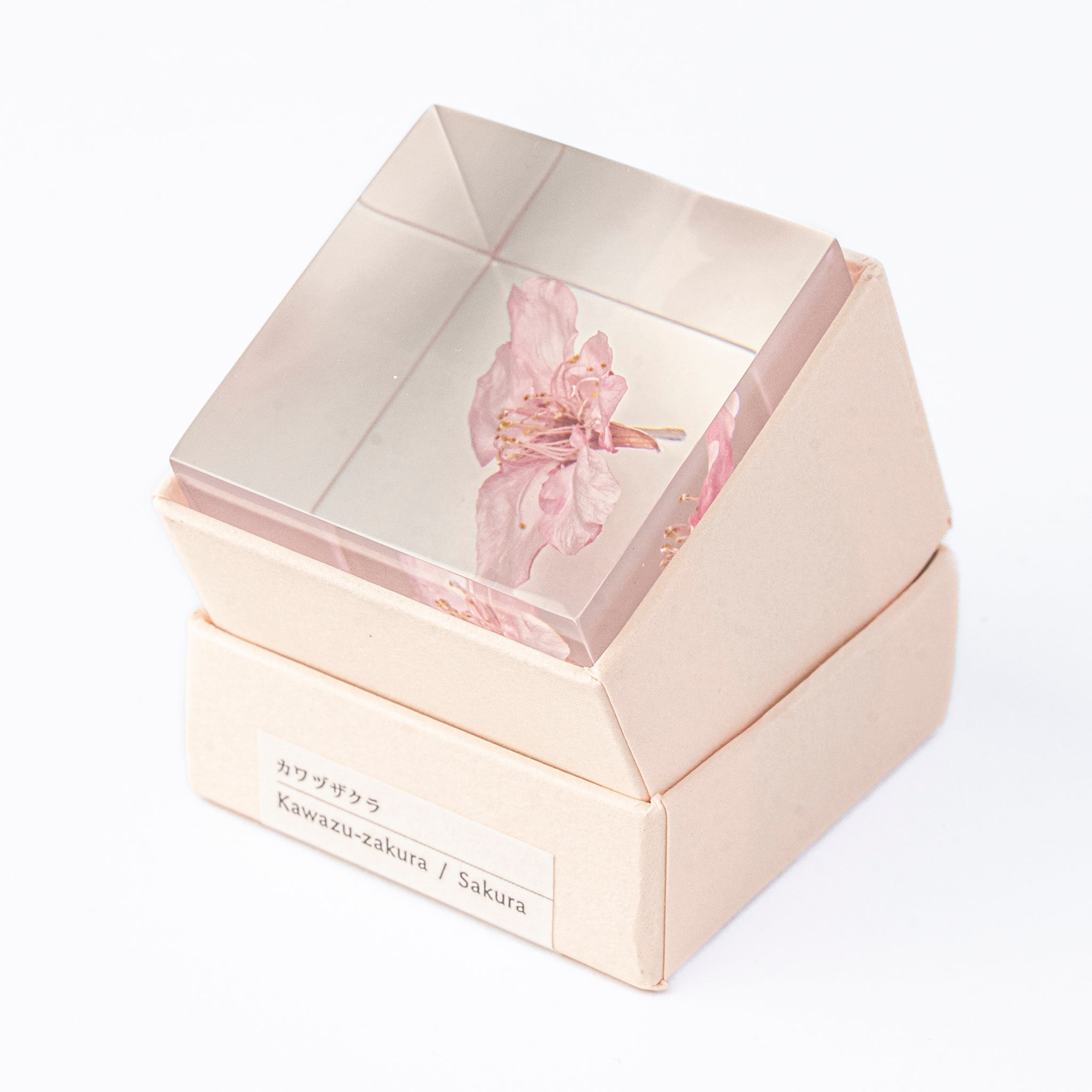 Sola cube / Spring ｜ The form of a plant, its moment quietly frozen in time