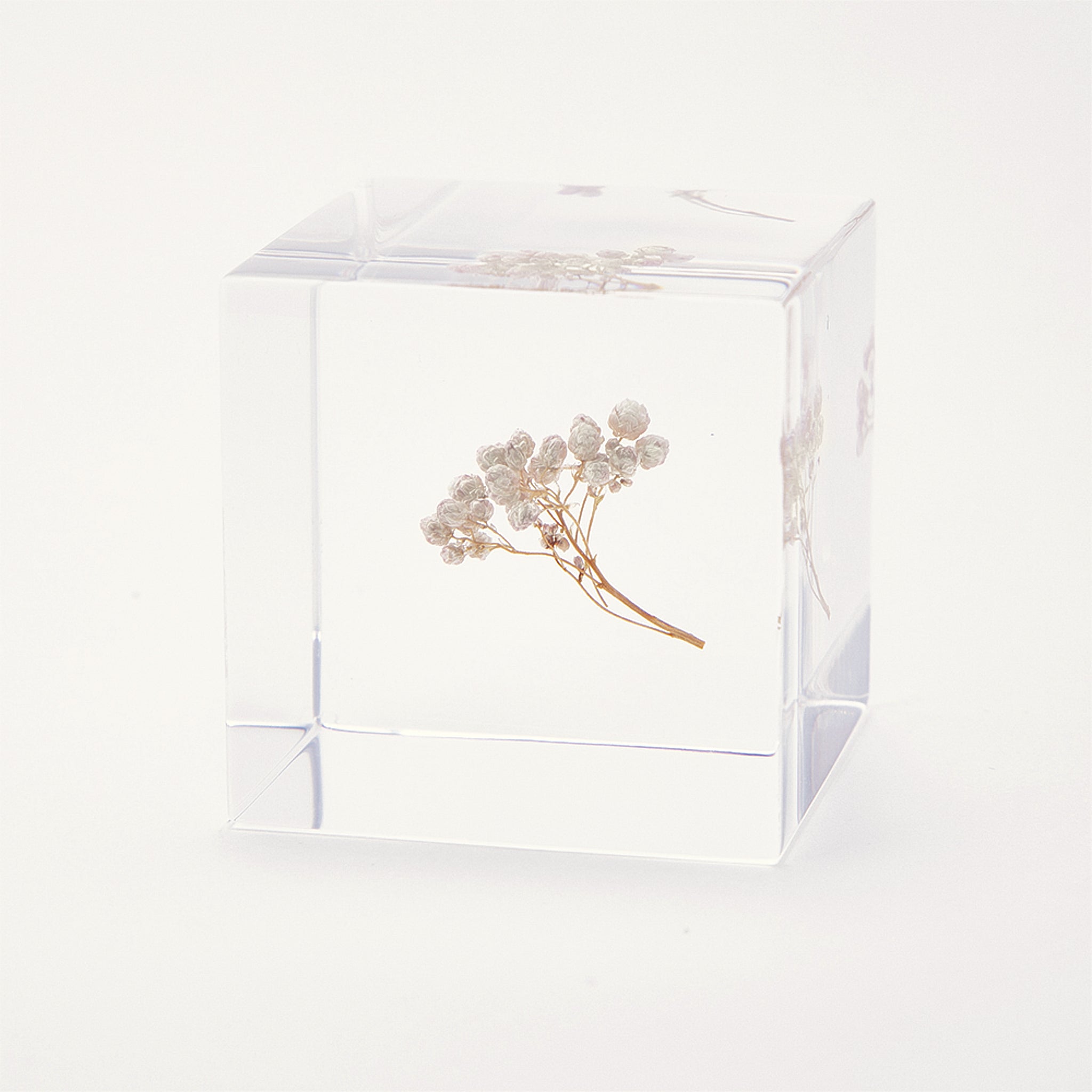 Sola cube / Spring ｜ The form of a plant, its moment quietly frozen in time