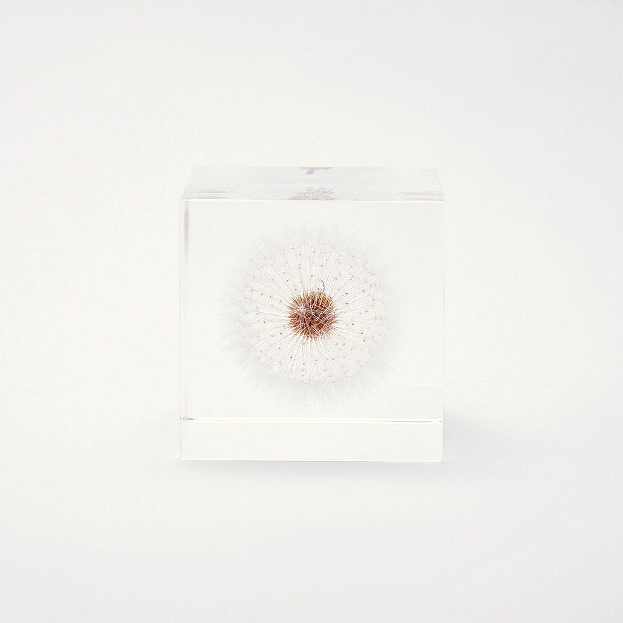 Sola cube / Spring ｜ The form of a plant, its moment quietly frozen in time