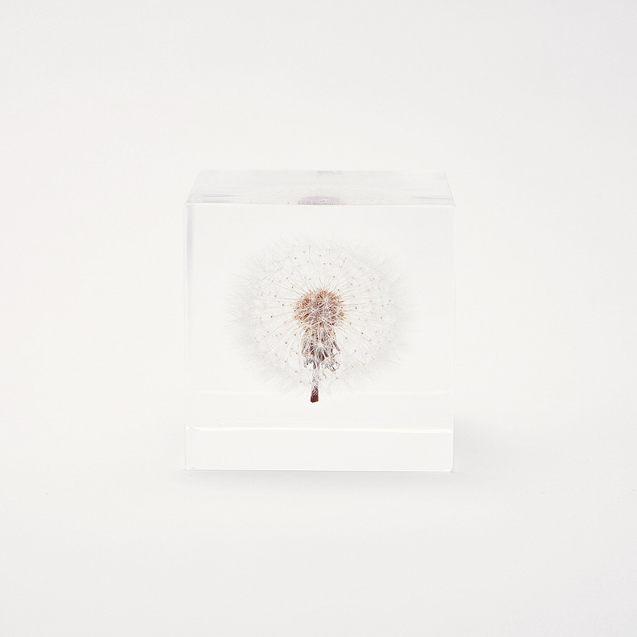 Sola cube / Spring ｜ The form of a plant, its moment quietly frozen in time