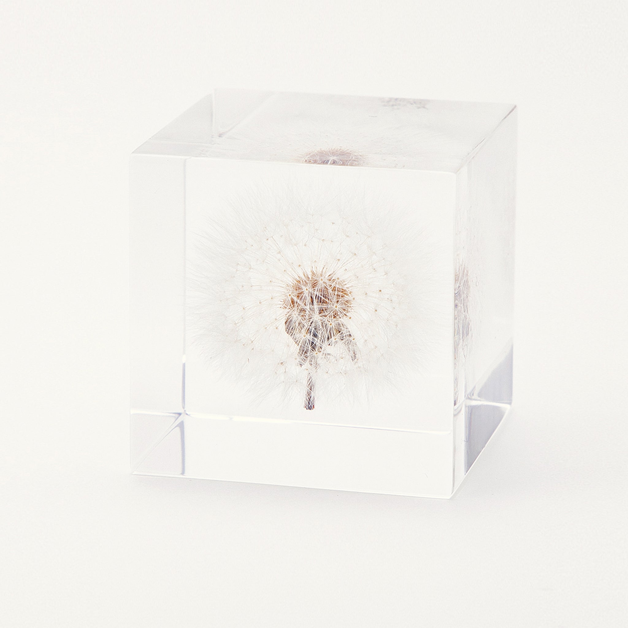Sola cube / Spring ｜ The form of a plant, its moment quietly frozen in time