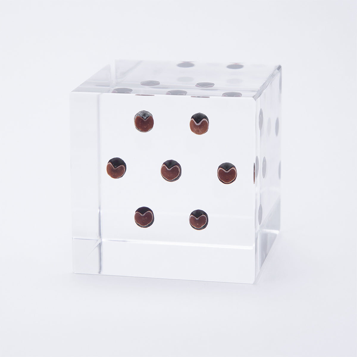 Sola cube / 秋 ｜ 静かに時を止めた植物のかたち