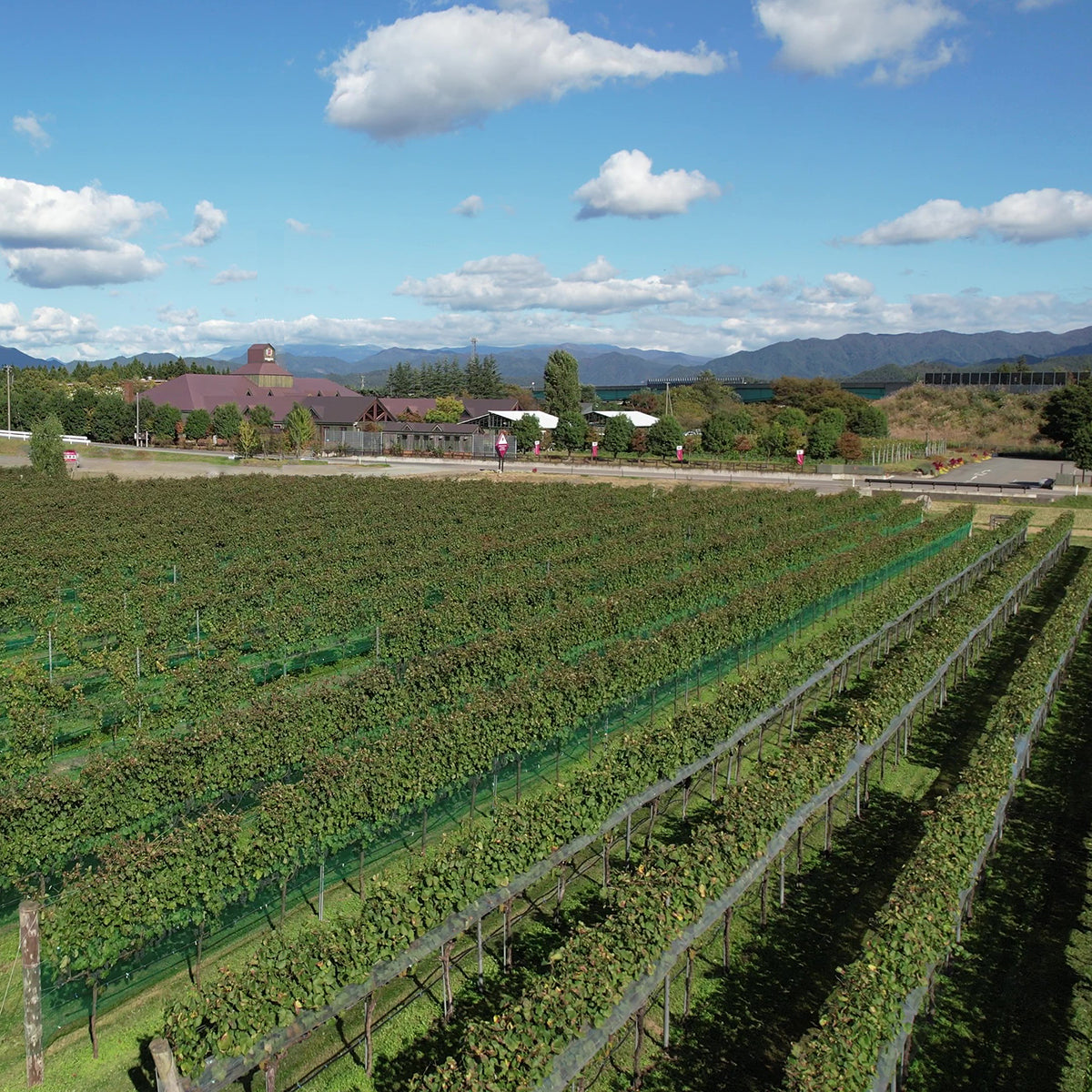 嘉 -yoshi-スパークリング シャルドネ ｜ 地元産ぶどう100％の辛口スパークリングワイン