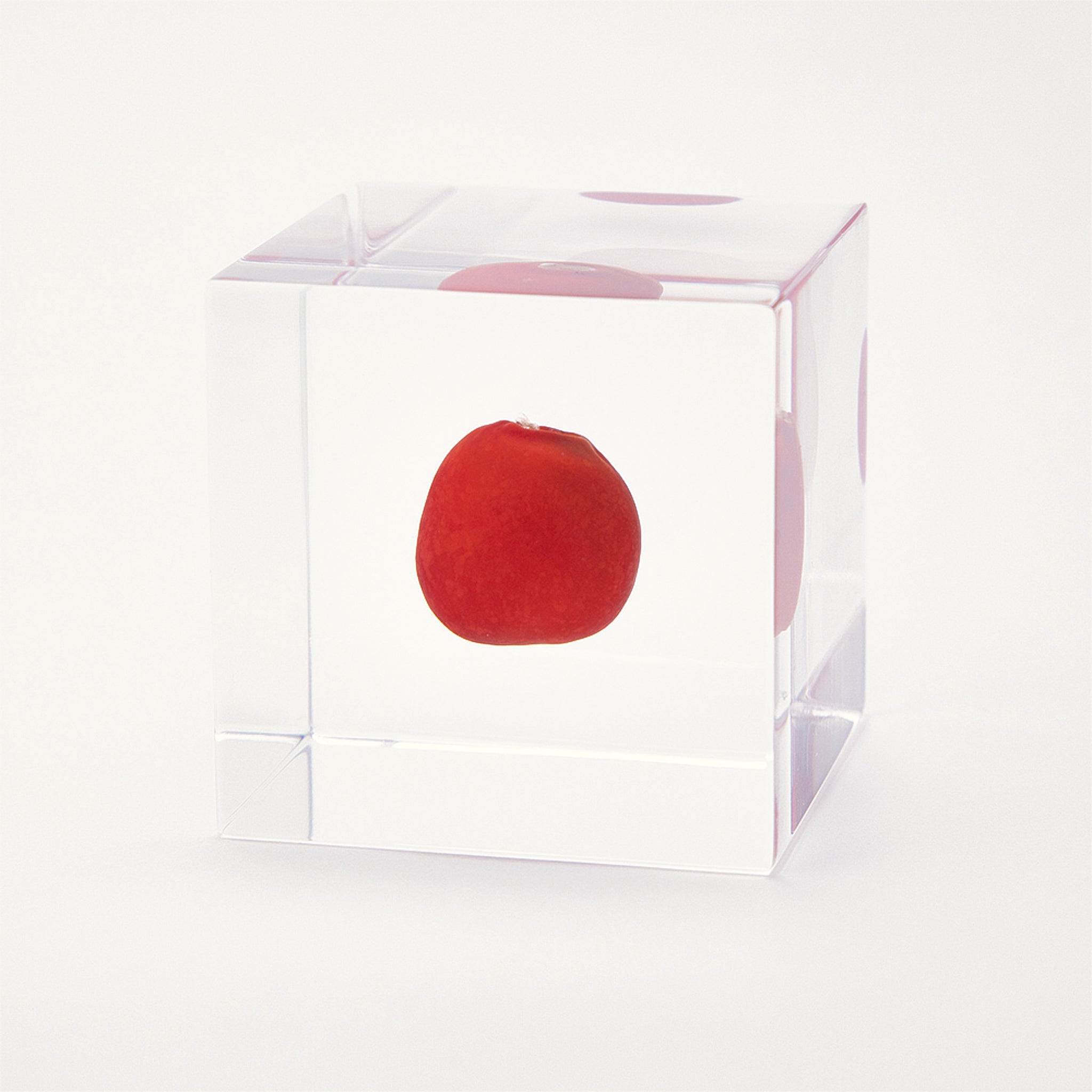 Sola cube / 冬 ｜ 静かに時を止めた植物のかたち