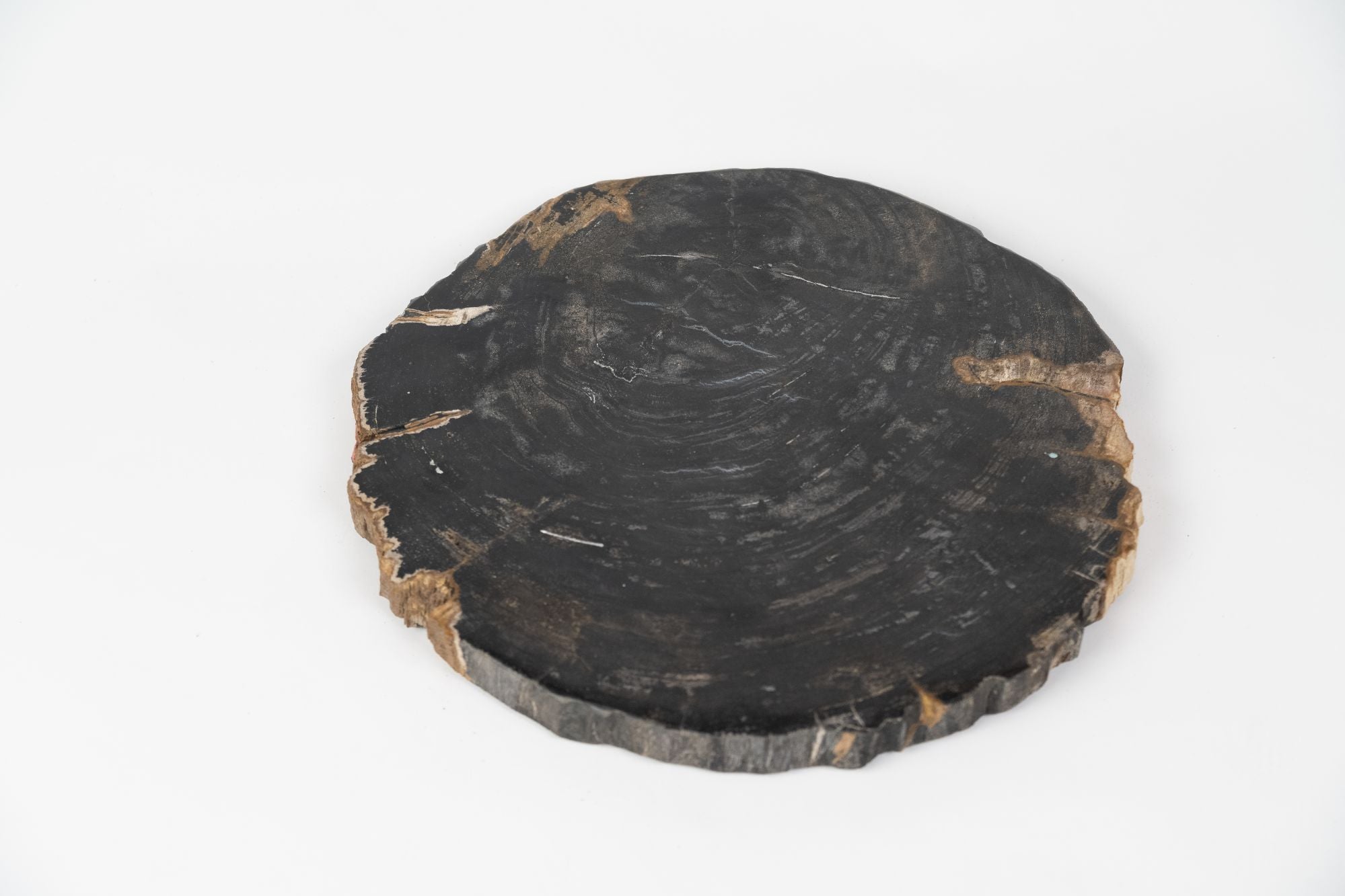 珪化木プレート Lサイズ｜ 永い時が育んだ、一点もののプレート