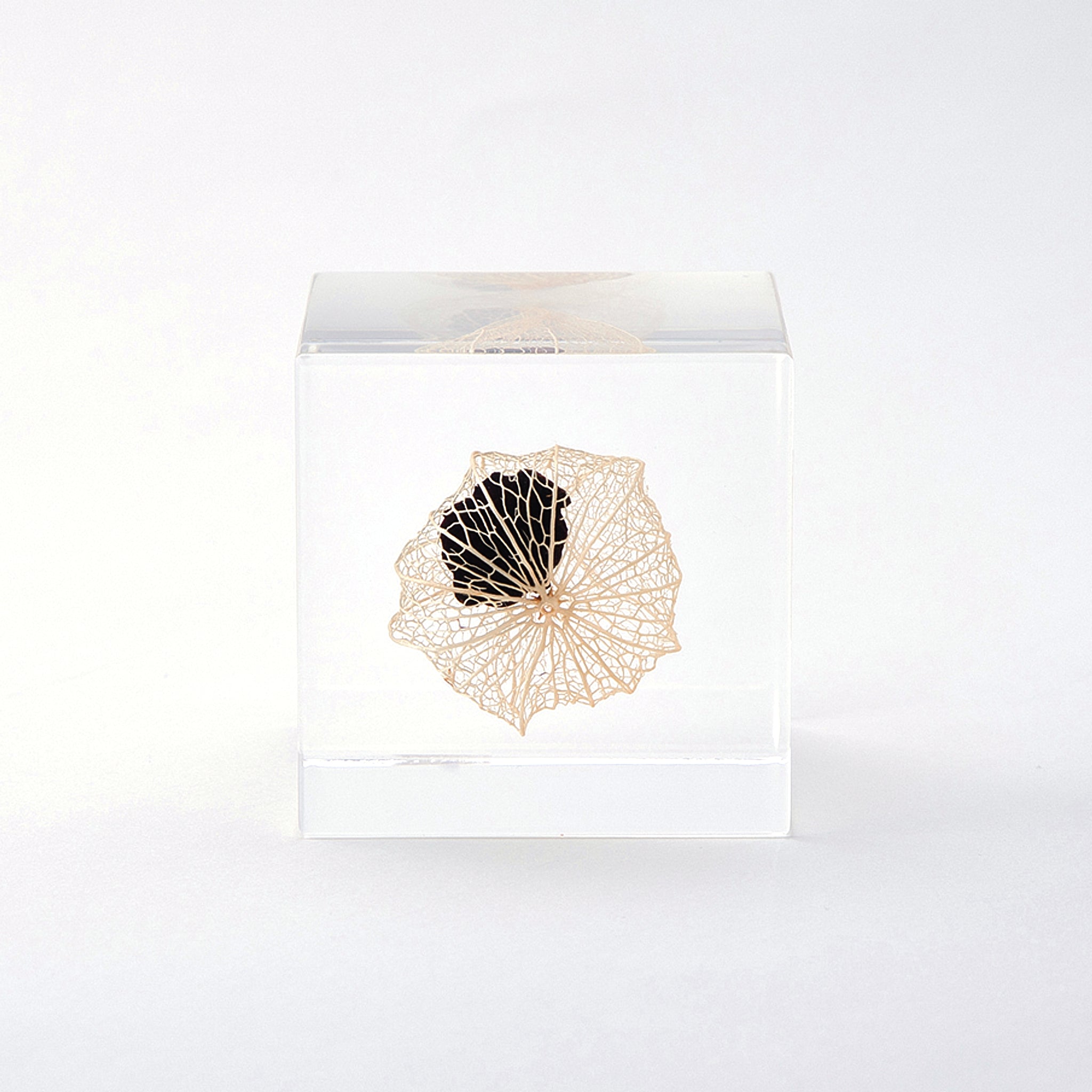 Sola cube / 秋 ｜ 静かに時を止めた植物のかたち