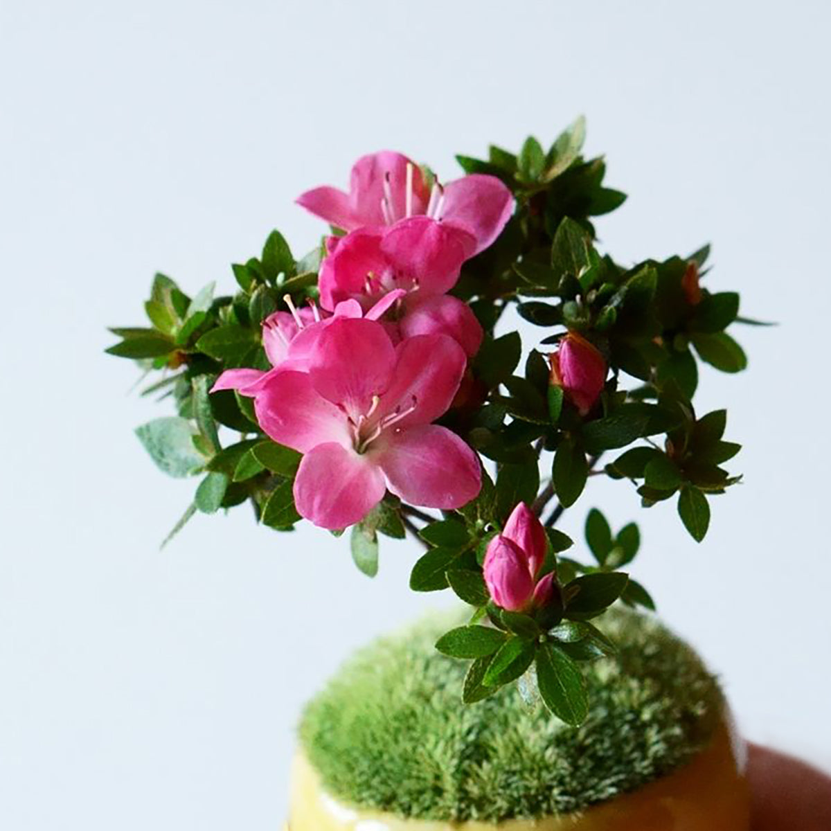 【受注販売】四季と盆栽〈春〉 ｜ 深山霧島躑躅（ミヤマキリシマツツジ）