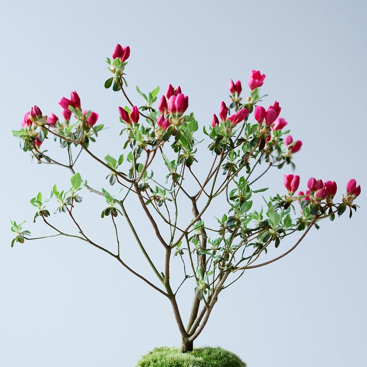【受注販売】四季と盆栽〈春〉 ｜ 深山霧島躑躅（ミヤマキリシマツツジ）