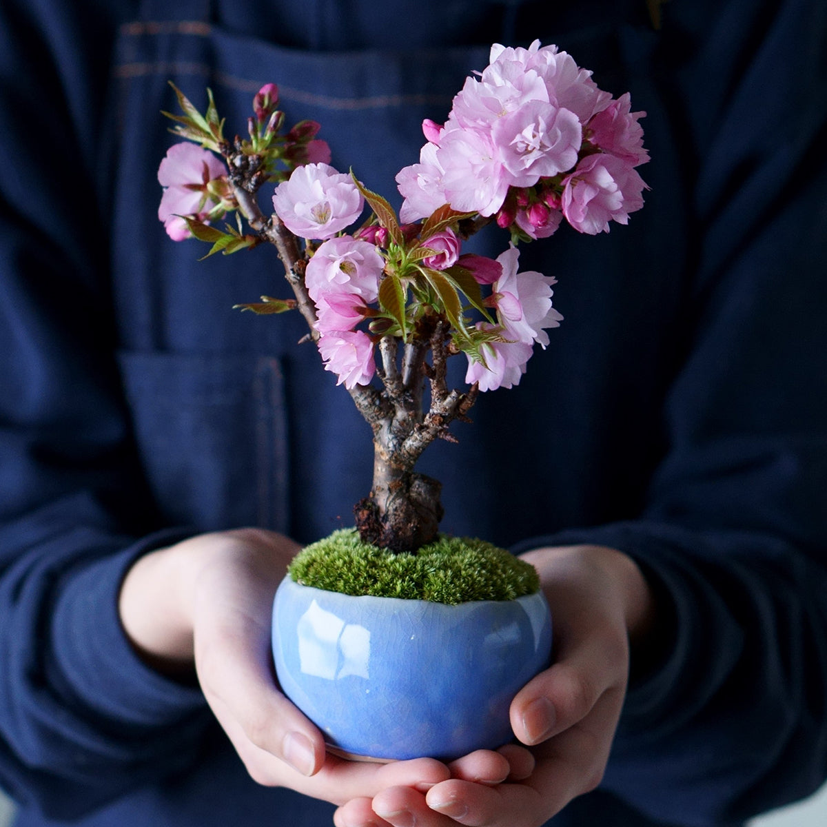 【受注販売】四季と盆栽〈春〉 ｜ 旭山桜