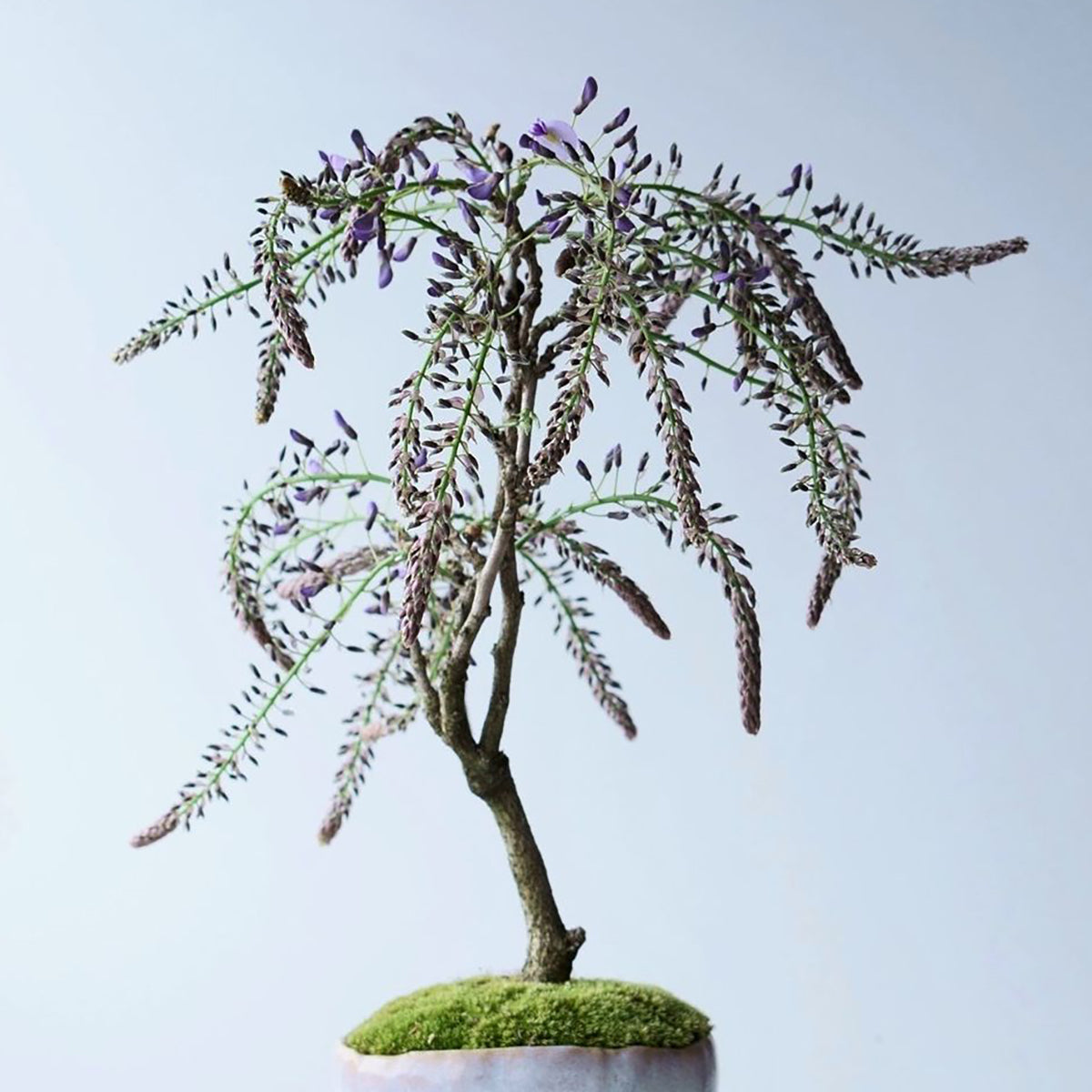 【受注販売】四季と盆栽〈春〉 ｜ 藤