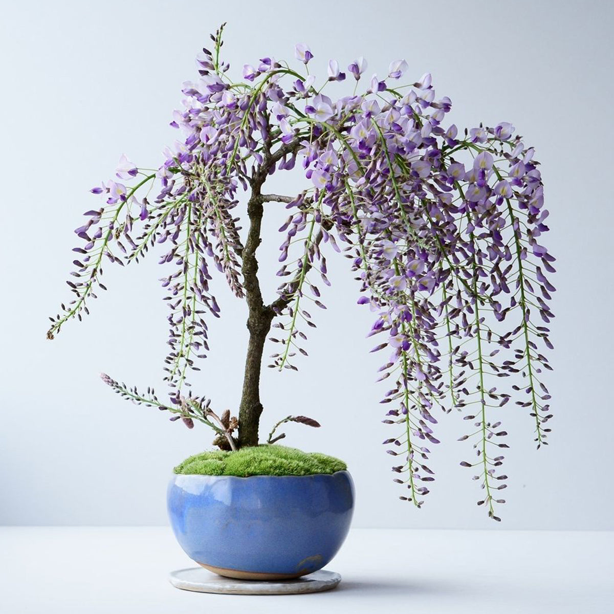 【受注販売】四季と盆栽〈春〉 ｜ 藤