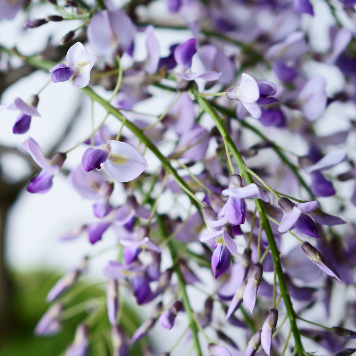 【受注販売】四季と盆栽〈春〉 ｜ 藤