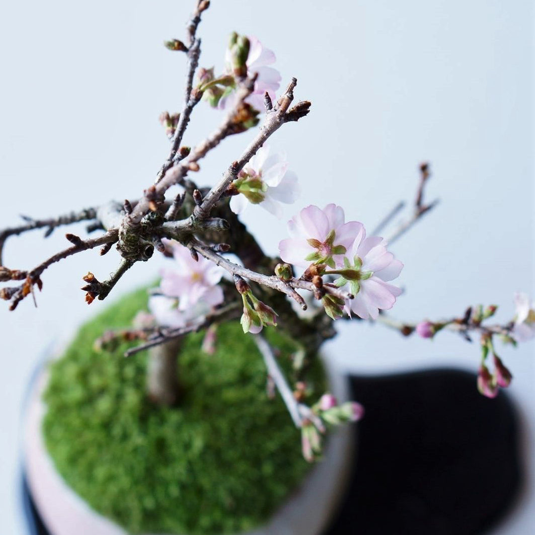 【受注販売】四季と盆栽〈春〉 ｜ 十月桜