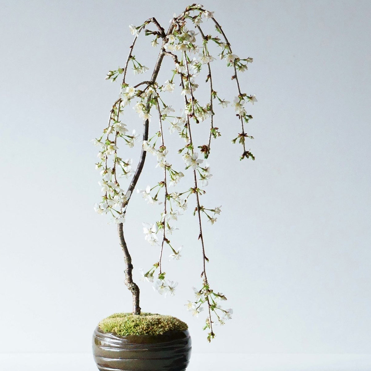 【受注販売】四季と盆栽〈春〉 ｜ 枝垂れ桜