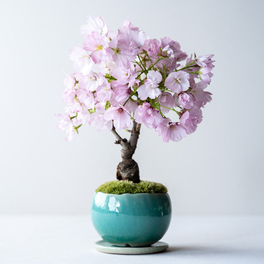 【受注販売】四季と盆栽〈春〉 ｜ 旭山桜
