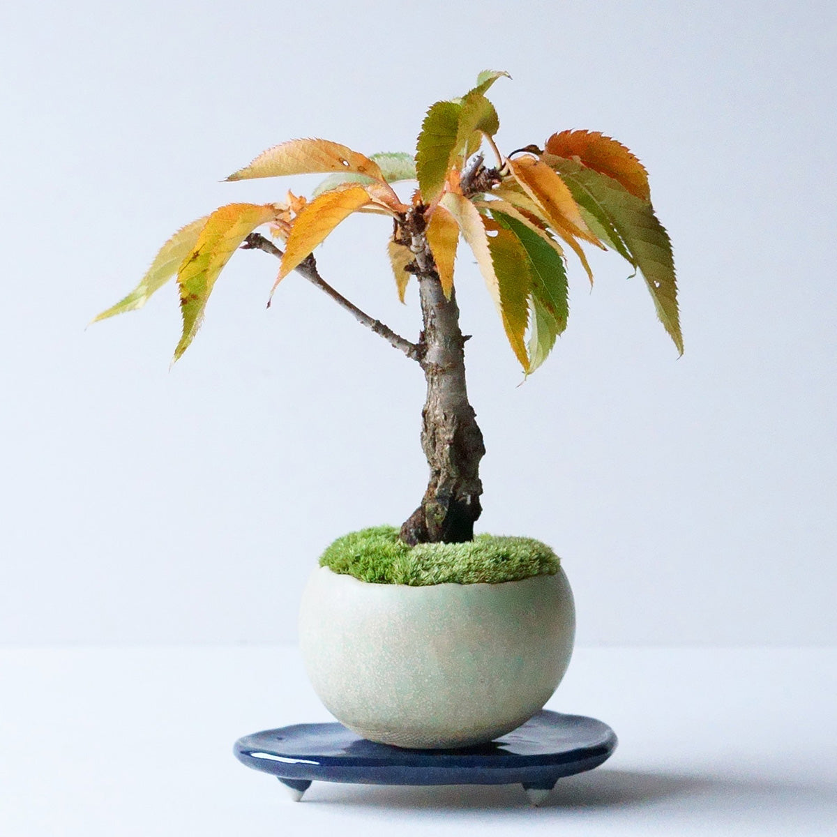 【受注販売】四季と盆栽〈春〉 ｜ 旭山桜