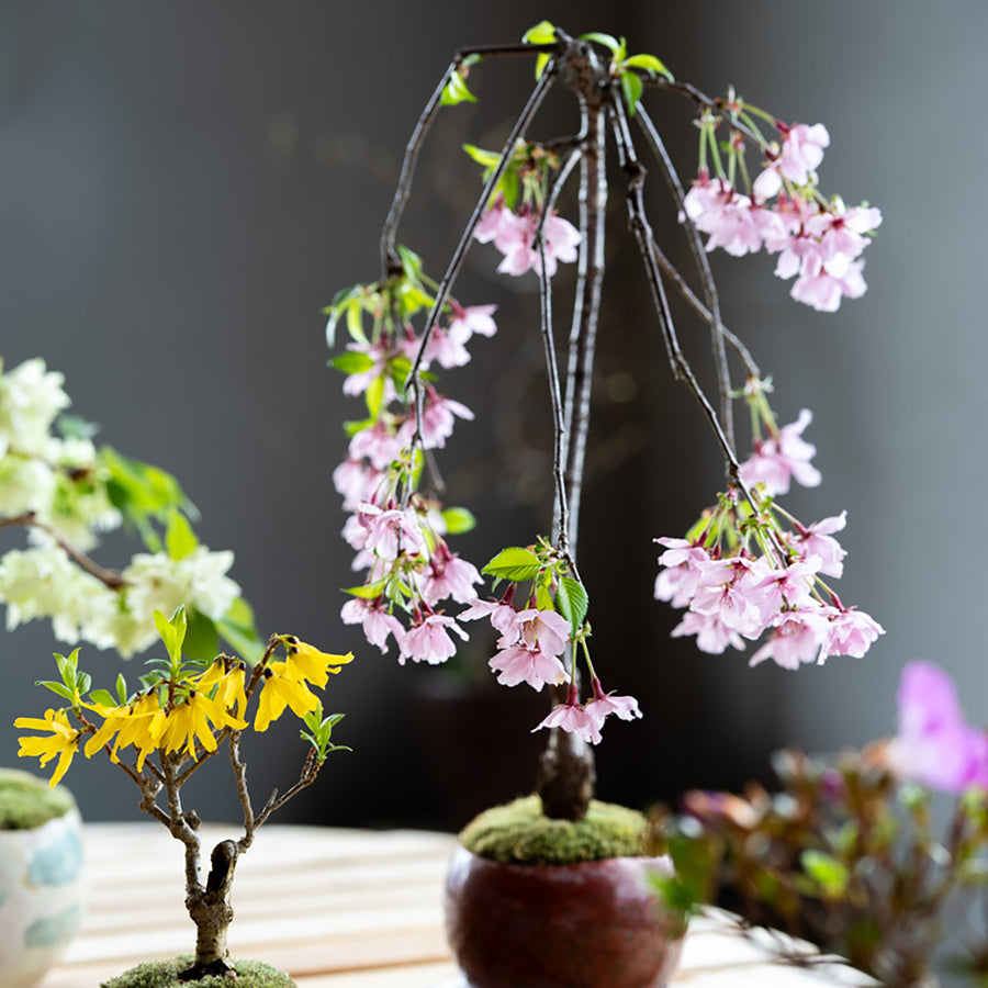 【受注販売】四季と盆栽〈春〉 ｜ 枝垂れ桜