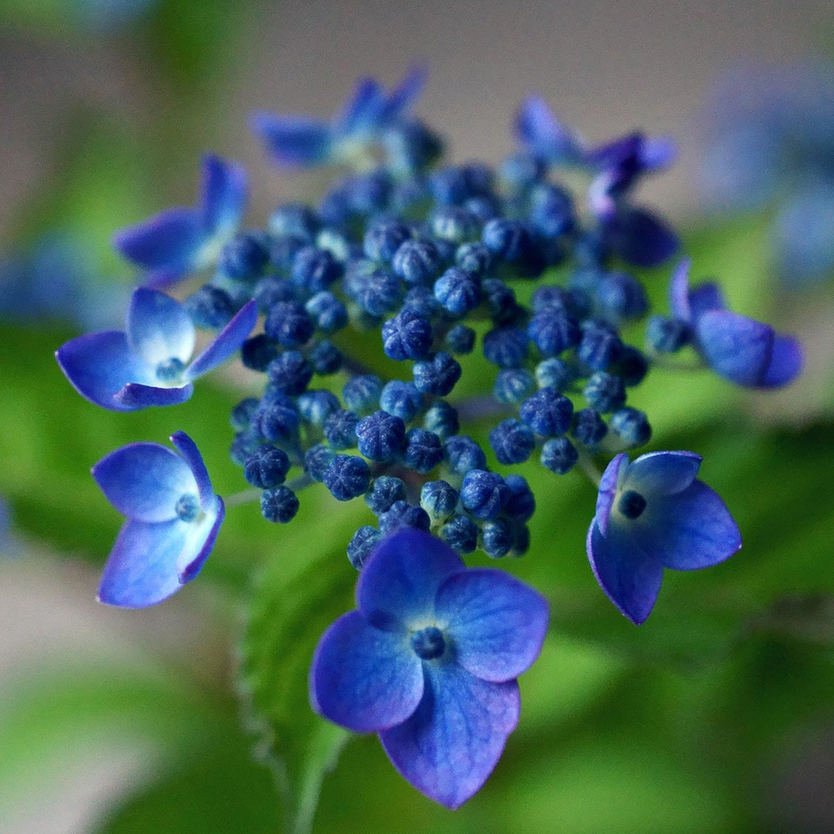 【受注販売】四季と盆栽〈晩春〉 ｜ ヤマアジサイ 藍姫