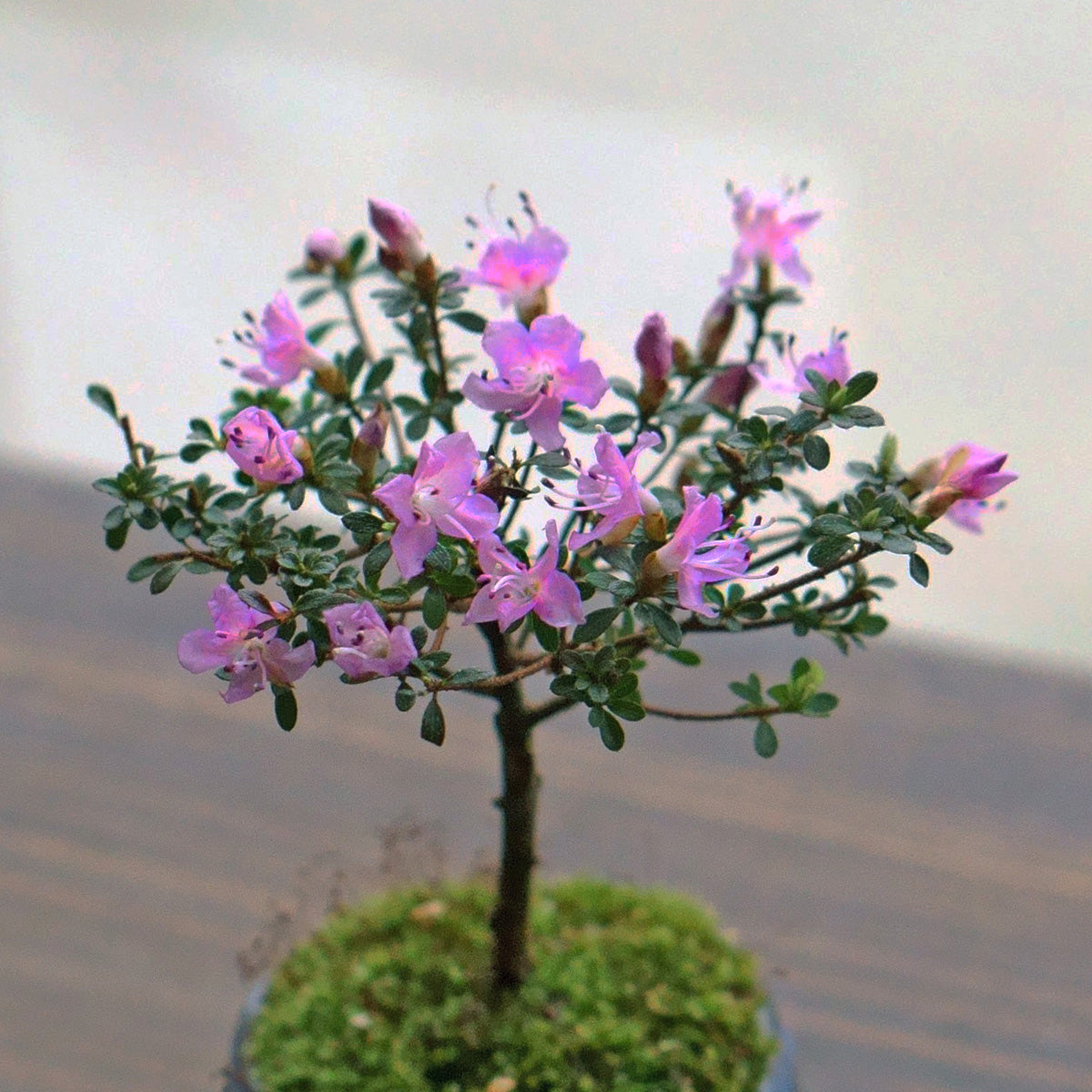 【受注販売】四季と盆栽〈春〉 ｜ コメツツジ