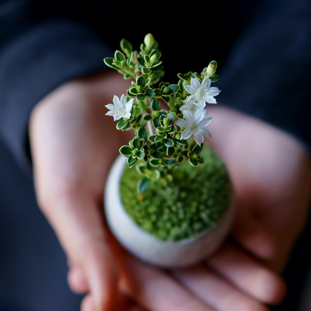 【受注販売】四季と盆栽〈春〉 ｜ 白鳥花（ハクチョウゲ）