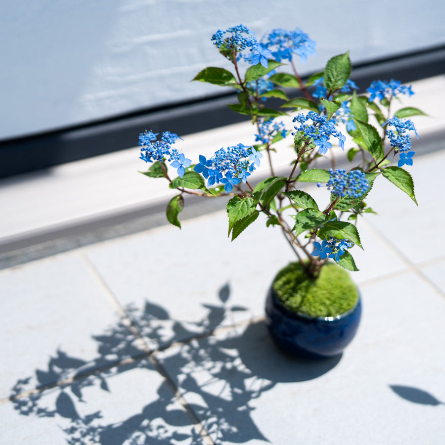 【受注販売】四季と盆栽〈晩春〉 ｜ ヤマアジサイ 藍姫