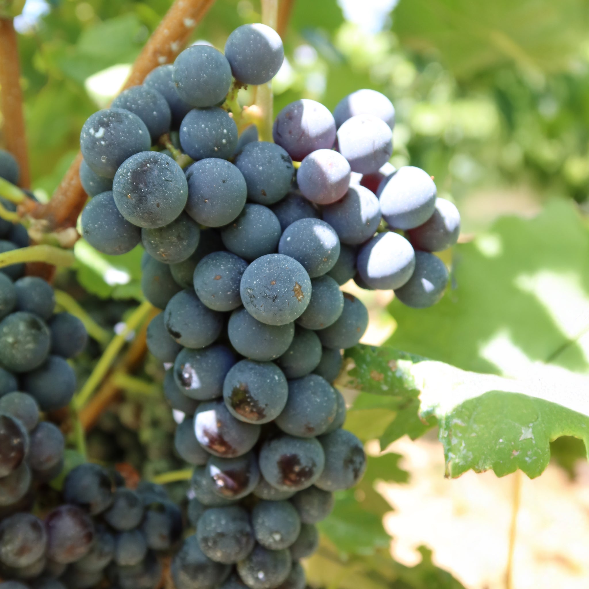 嘉 -yoshi-スパークリング シャルドネ ｜ 地元産ぶどう100％の辛口スパークリングワイン