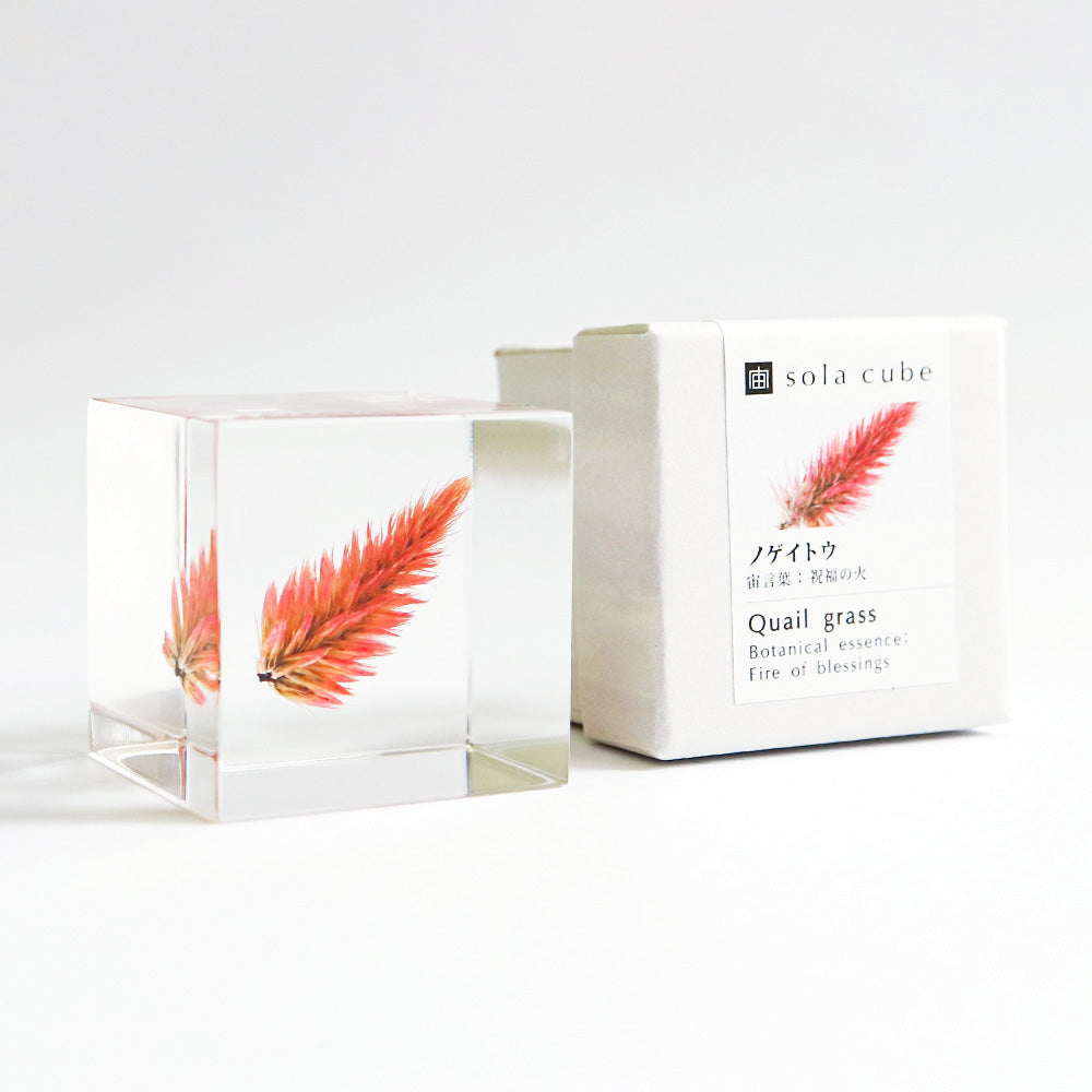 Sola cube / 秋 ｜ 静かに時を止めた植物のかたち