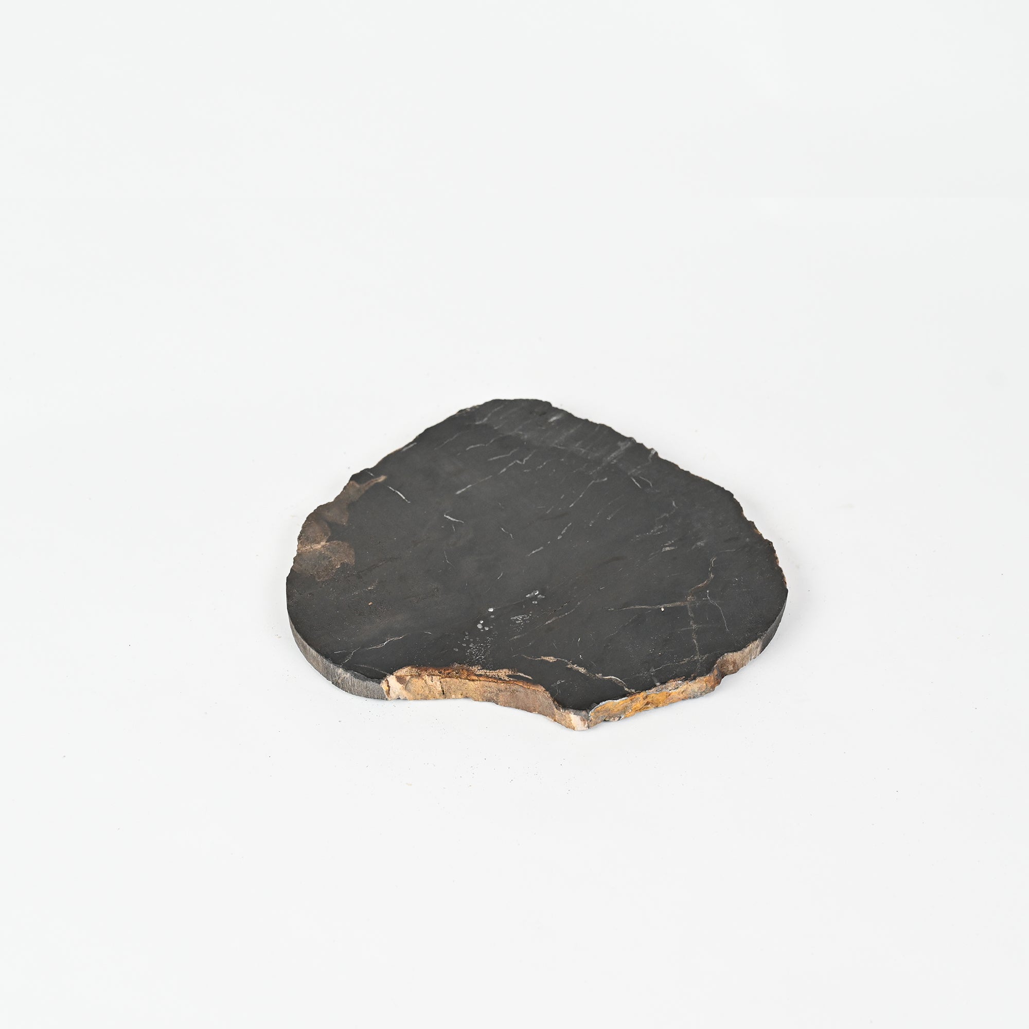 フォッシルプレート　珪化木 Fossil Plate L | 多肉植物・特別な鉢の販売 | トーキー | TOKY