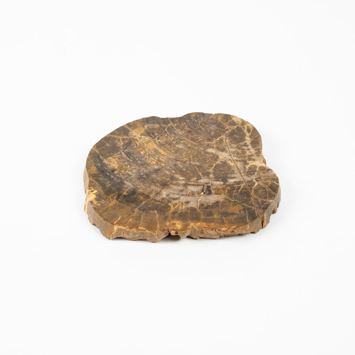 珪化木プレート Mサイズ｜永い時が育んだ、扱いやすい一点もの