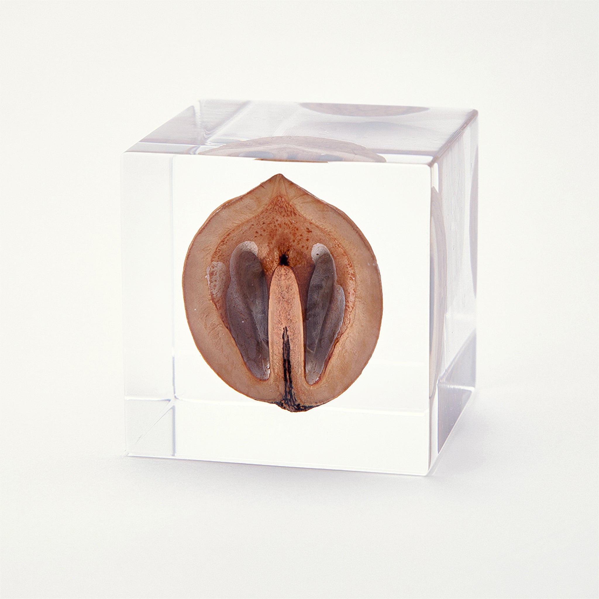 Sola cube / 冬 ｜ 静かに時を止めた植物のかたち