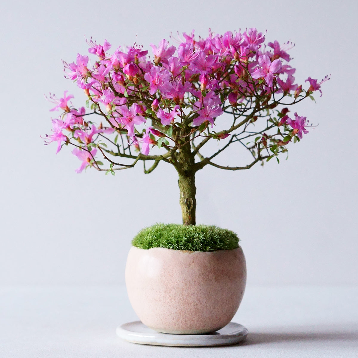 【受注販売】四季と盆栽〈春〉 ｜ コメツツジ