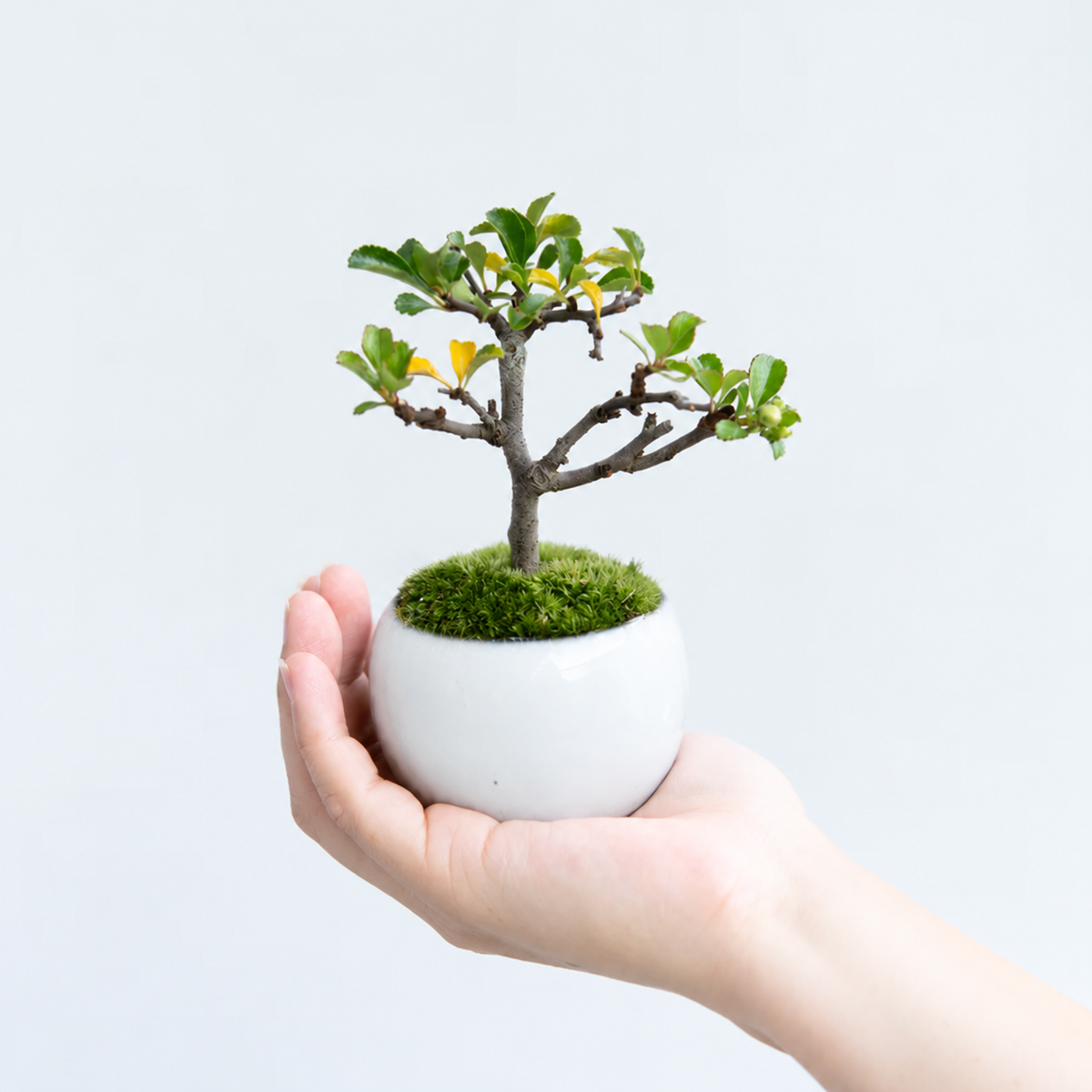 【受注販売】四季と盆栽 〈秋〉 ｜ 長寿梅（紅）