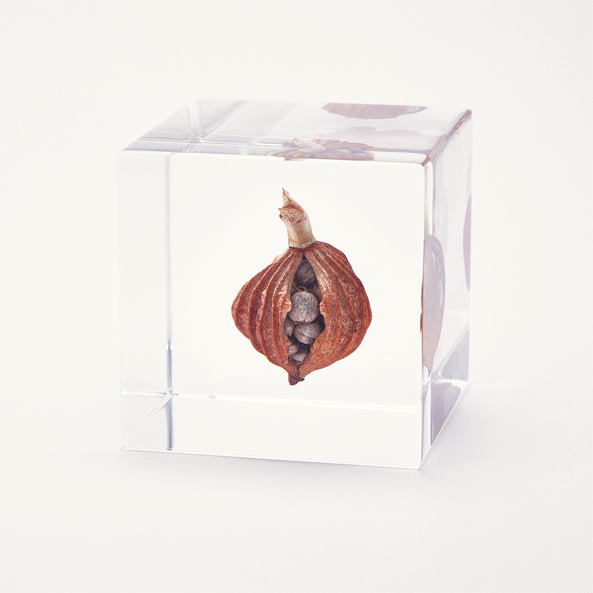 Sola cube / 冬 ｜ 静かに時を止めた植物のかたち