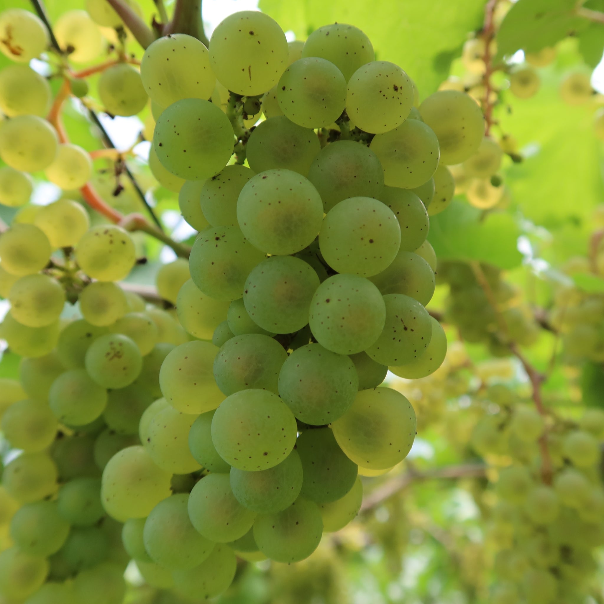 穣 Minori Prise de Mousse ｜ 3種のぶどうが織りなす辛口スパークリングワイン