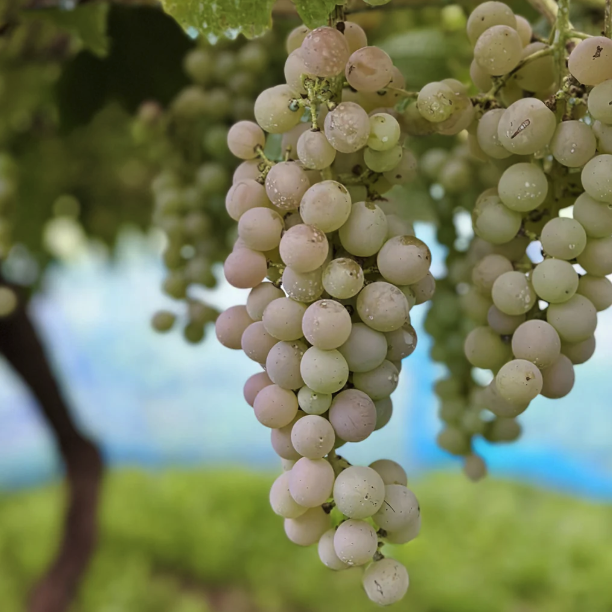 2024 グリド甲州 ｜ 親しみやすく料理に合うクラシックな辛口白ワイン