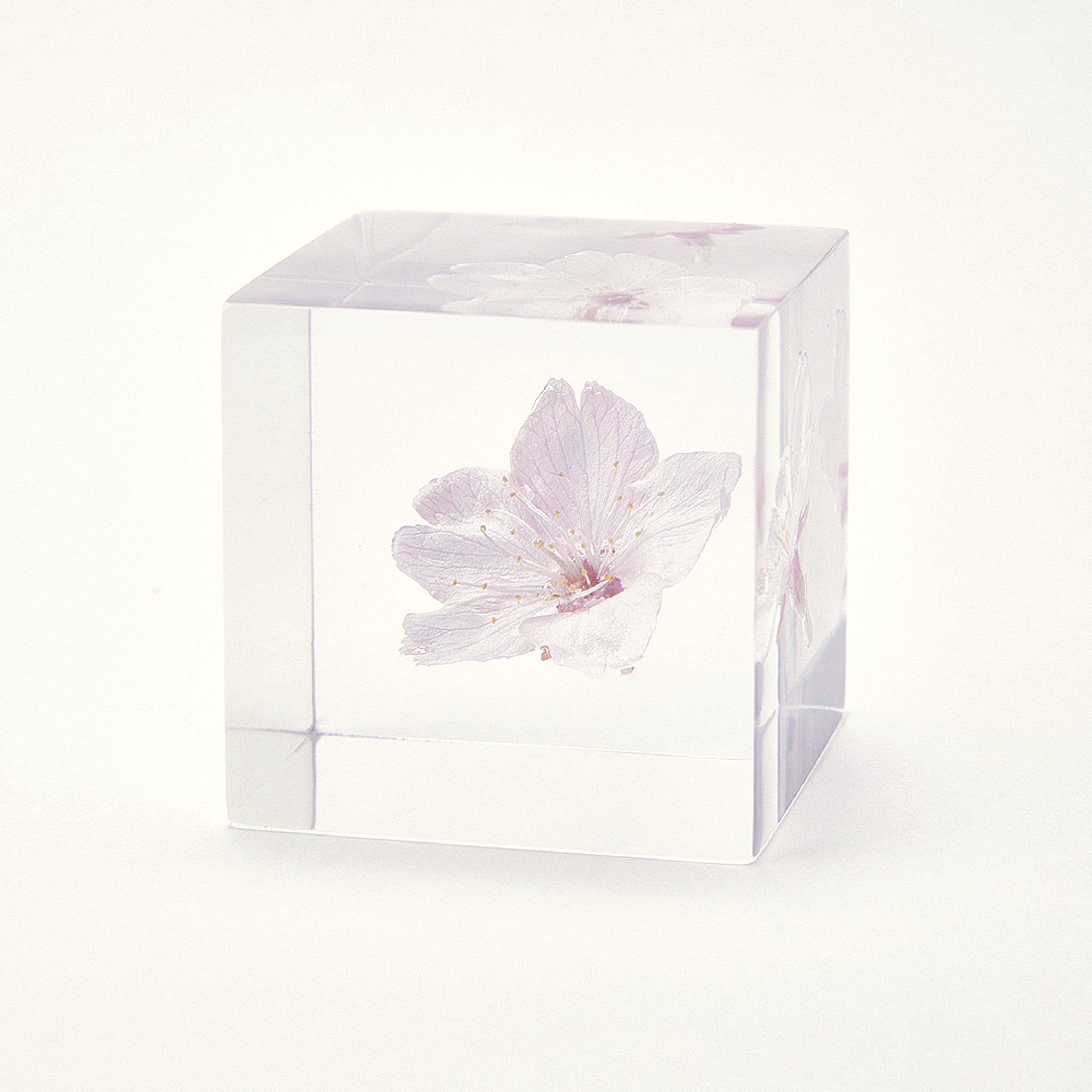 Sola cube / Spring ｜ The form of a plant, its moment quietly frozen in time