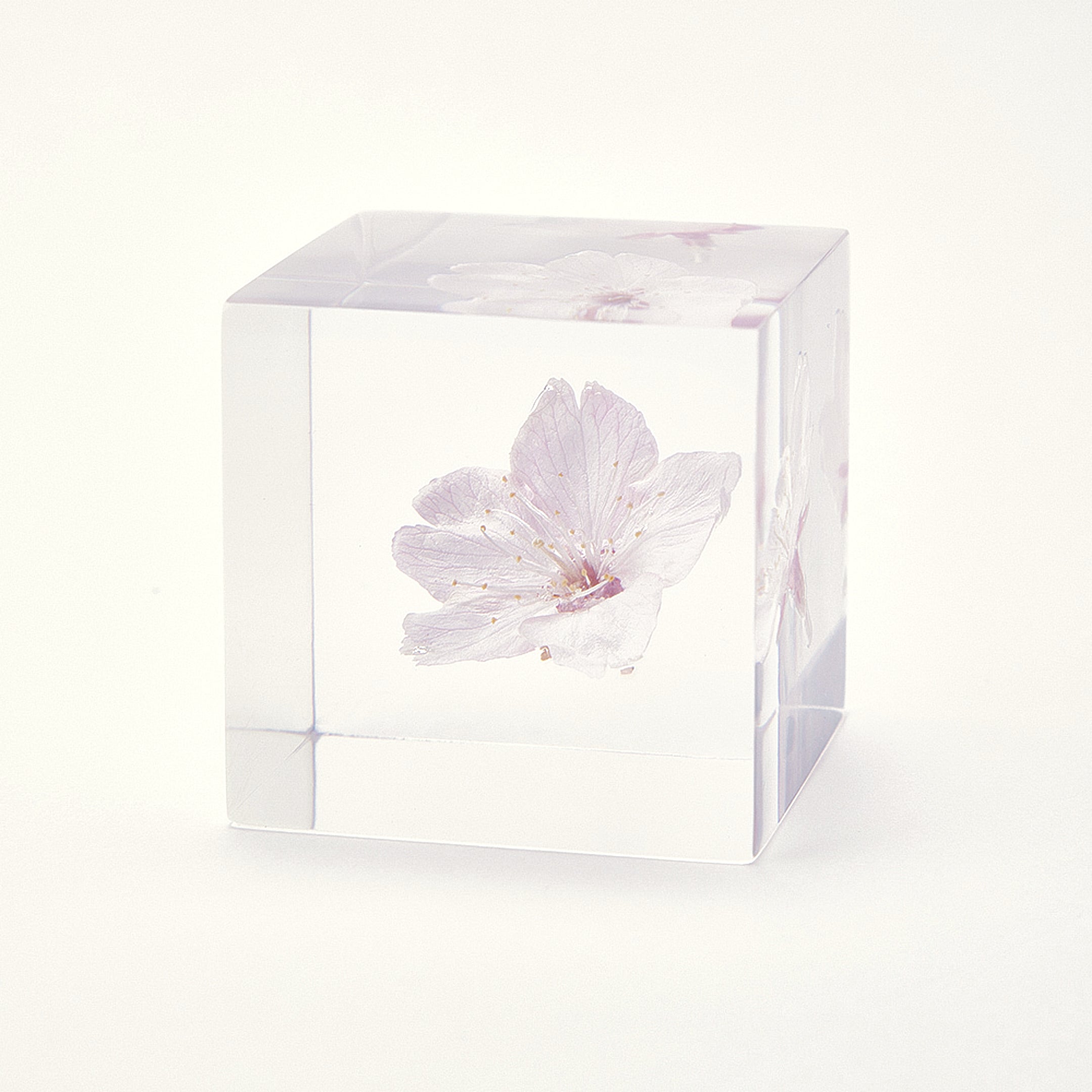 Sola cube / 春｜ 静かに時を止めた植物のかたち