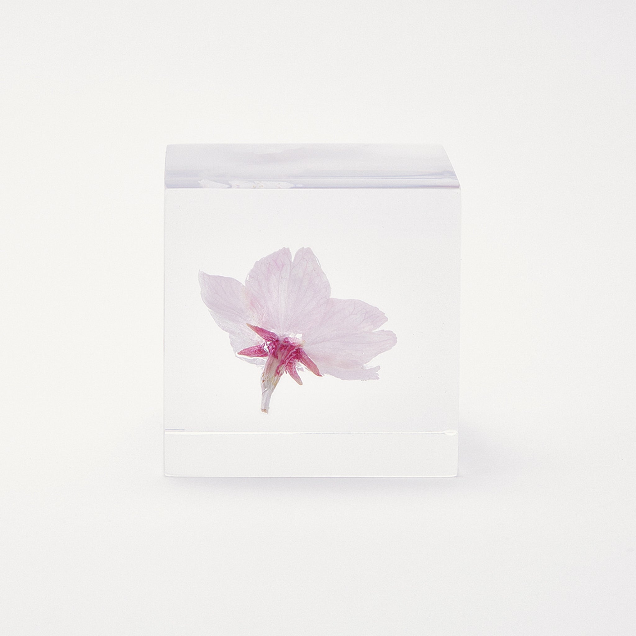 Sola cube / Spring ｜ The form of a plant, its moment quietly frozen in time