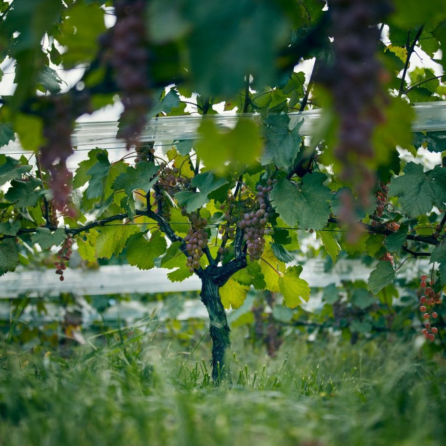 2024 グリド甲州 ｜ 親しみやすく料理に合うクラシックな辛口白ワイン